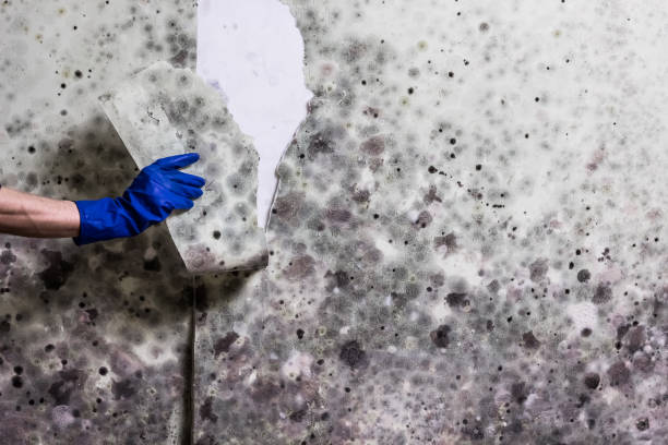 Best Commercial Mold Remediation in Winchester, OH